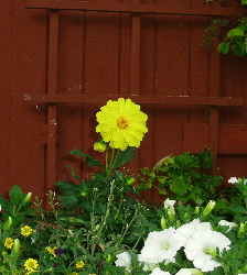 Yellow flower